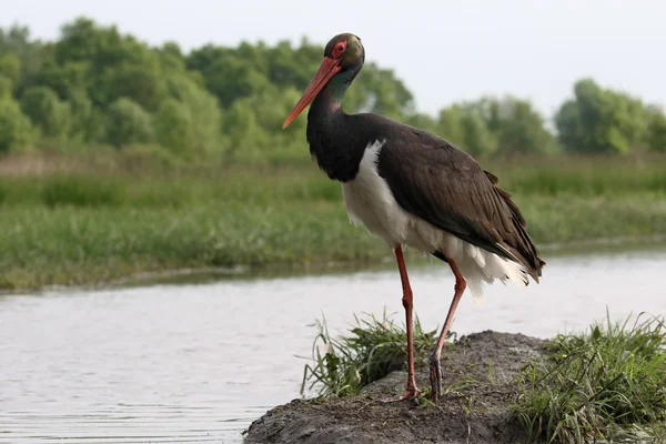 Svart stork, ciconia nigra — Stockfoto
