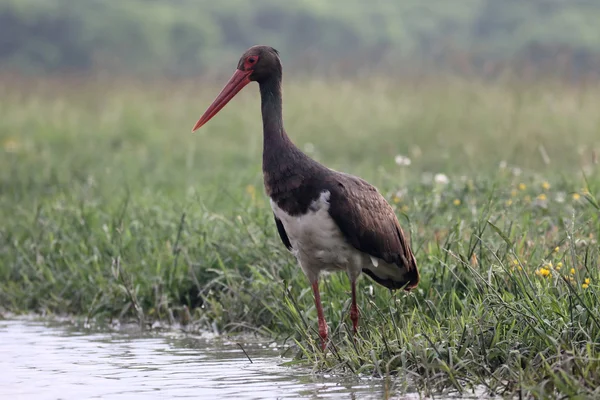 Black stork, Ciconia nigra — Stock Photo, Image