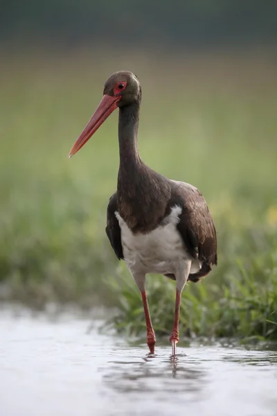 Cigüeña Negra, Ciconia nigra — Foto de Stock