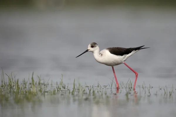 Stilt de asas negras, Himantopus himantopus — Fotografia de Stock