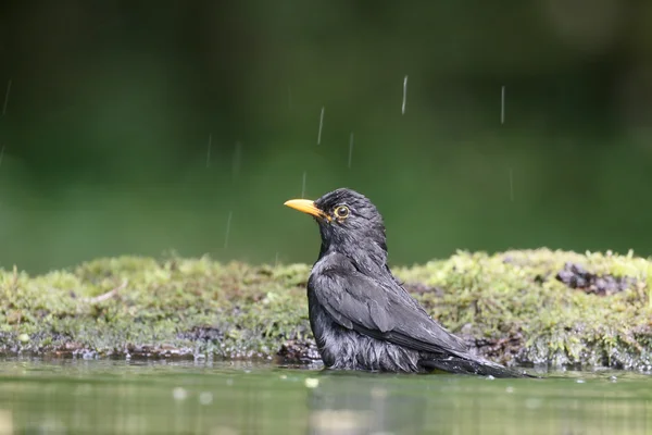 Amsel, Turdus merula — Stockfoto