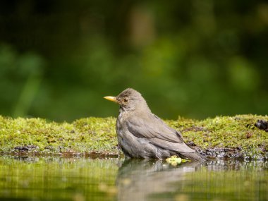 siyah kuş, turdus merula