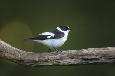 Yakalı sinekkapan, Ficedula albicollis
