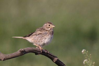 tarla kiraz kuşu, emberiza calandra 