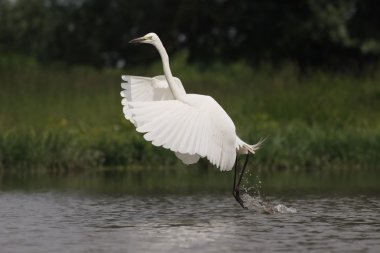 Büyük balıkçıl, Ardea alba 