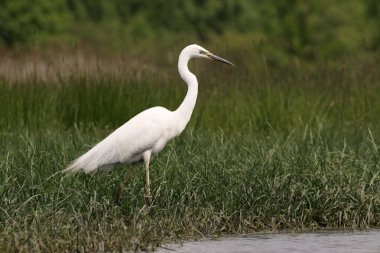 Büyük balıkçıl, Ardea alba 