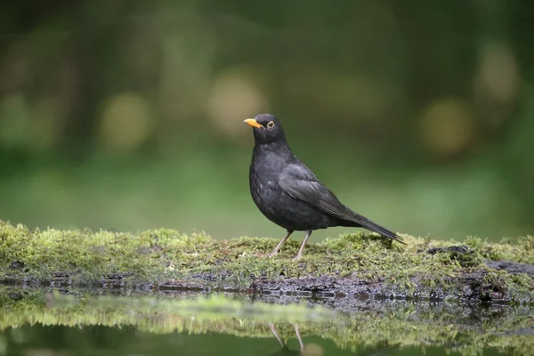 Pássaro-preto, Turdus merula — Fotografia de Stock