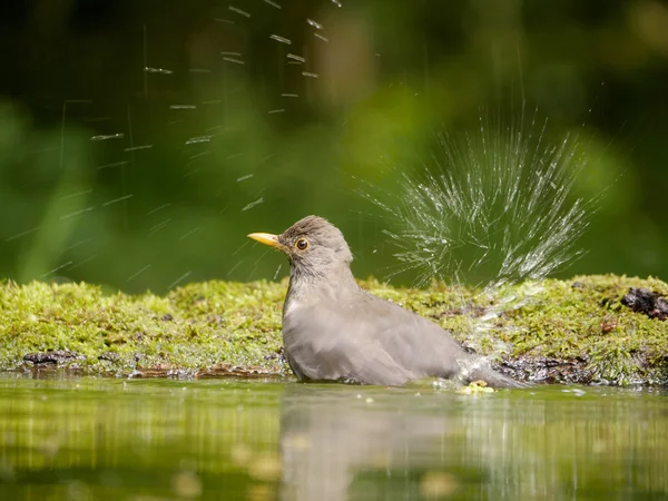 Kos, Kos turdus — Stock fotografie