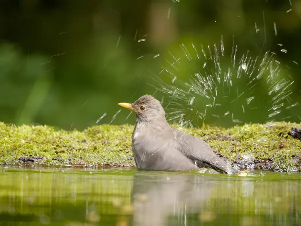 Mirlo, Turdus merula — Foto de Stock