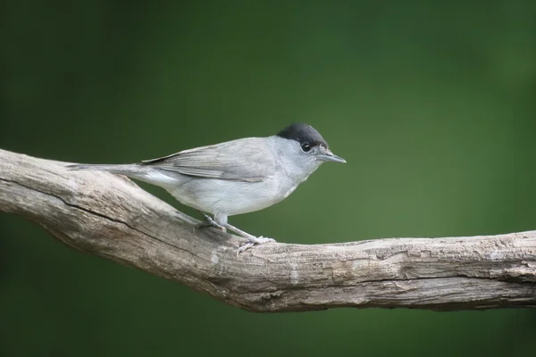 Blackcap, 실비아 atricapilla — 스톡 사진