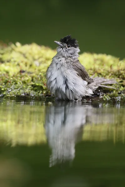 Blackcap, Sylvia atricapilla — Stock Photo, Image