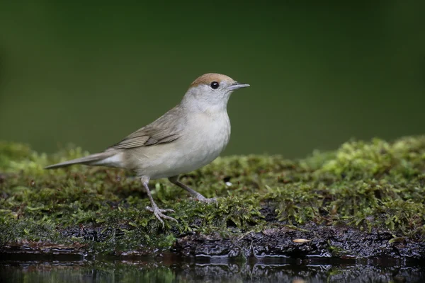 Blackcap, Sylvia atricapilla — Stock Photo, Image