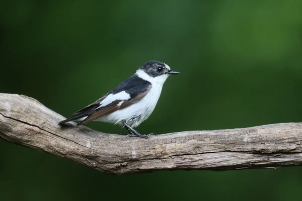 Collared flycatcher, Ficedula albicollis — Foto de Stock