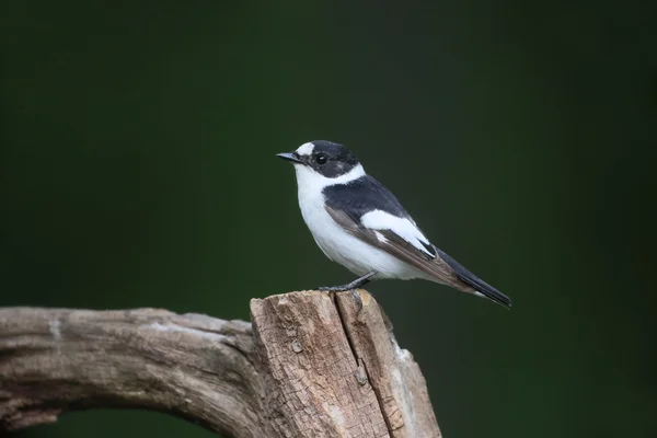 Collared flycatcher, Ficedula albicollis — Stock Photo, Image