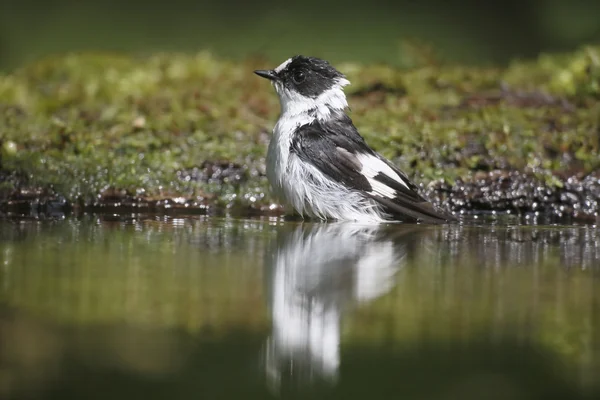 Collared flycatcher, Ficedula albicollis — Stock Photo, Image