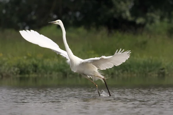 Grande egret, Ardea alba — Fotografia de Stock