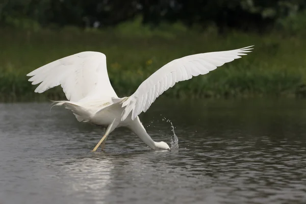 Gran garza, Ardea alba — Foto de Stock