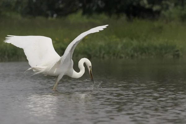 Wielki żal, Ardea alba — Zdjęcie stockowe