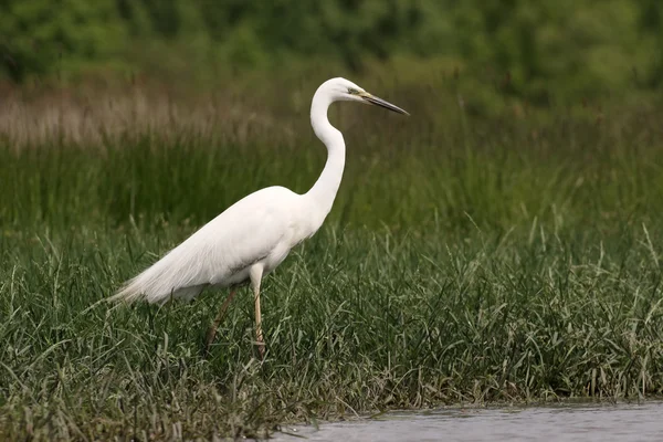 Grande egret, Ardea alba — Fotografia de Stock