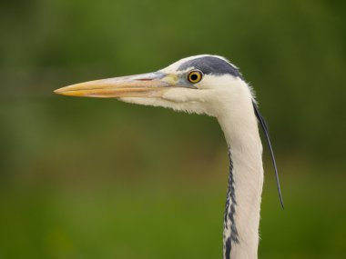 Gri balıkçıl, Ardea cinerea  