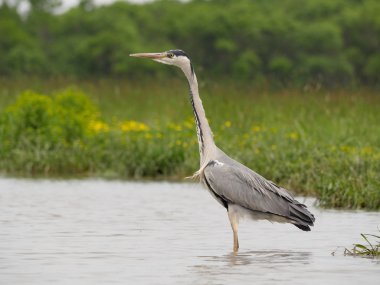 Gri balıkçıl, Ardea cinerea  
