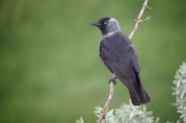 Grajilla, corvus monedula