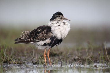 Ruff, Philomachus pugnax 
