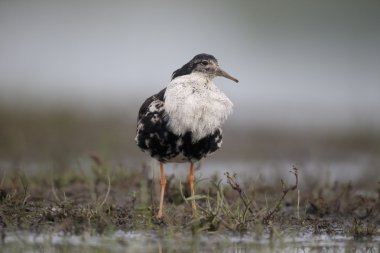 Ruff, Philomachus pugnax 