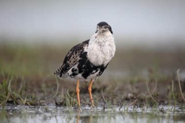 Ruff, Philomachus pugnax 