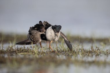 Ruff, Philomachus pugnax 