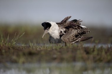 Ruff, Philomachus pugnax 
