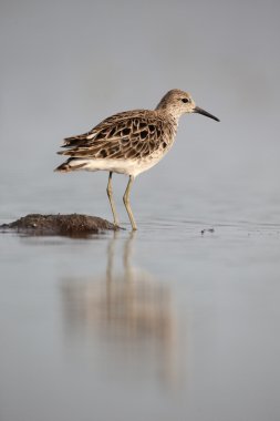 Ruff, Philomachus pugnax 