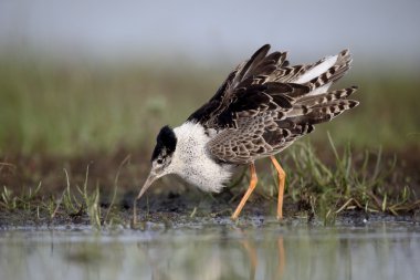 Ruff, Philomachus pugnax 