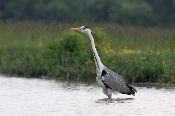 Grå häger, Ardea cinerea — Stockfoto