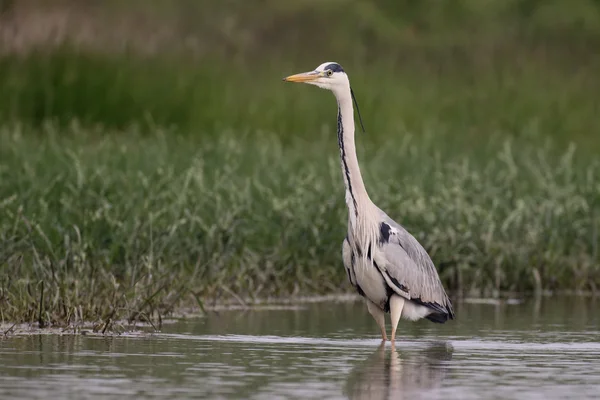 Grå häger, Ardea cinerea — Stockfoto