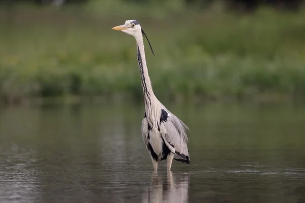 Airone grigio, Ardea cinerea — Foto Stock