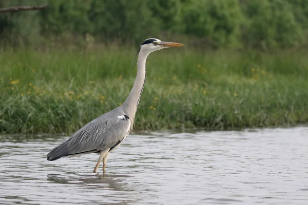 Airone grigio, Ardea cinerea — Foto Stock