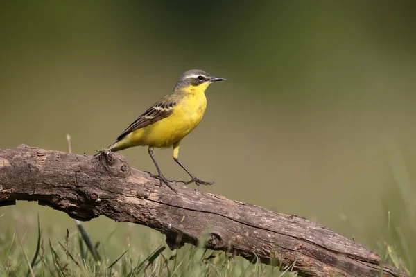 Gul Sädesärla, Dark-headed Sädesärla, Motacilla flava — Stockfoto