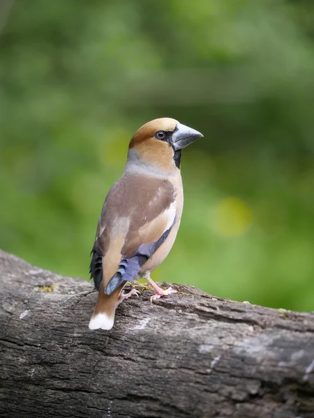 Dlask tlustozobý (Coccothraustes coccothraustes) — Stock fotografie