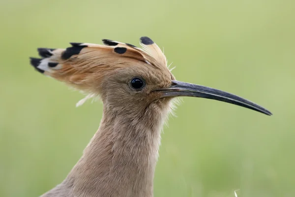 Huppe fasciée, upupa epops — Photo