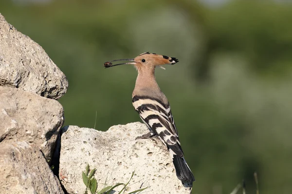 Abubilla, upupa epops — Foto de Stock