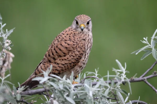 Kestrel, Falco tinnunculus — Stock Photo, Image