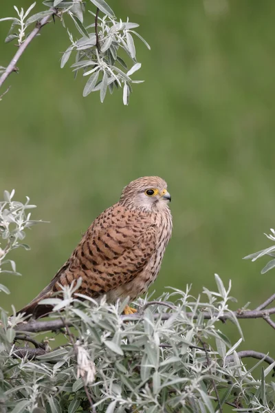 Kestrel, Falco tinnunculus — Stock Photo, Image