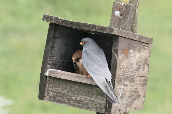 Falco dalle zampe rosse, Falco vespertinus — Foto Stock