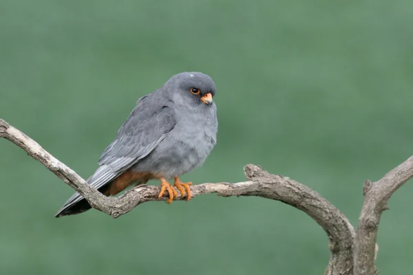 Şahin, falco vespertinus kırmızı ayaklı — Stok fotoğraf