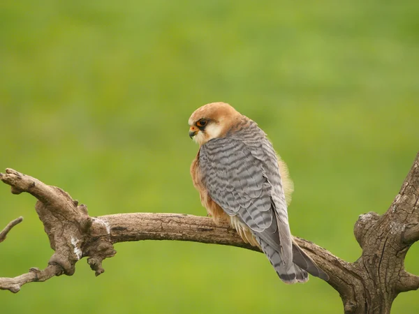 Roodpootvalk, falco vespertinus — Stockfoto