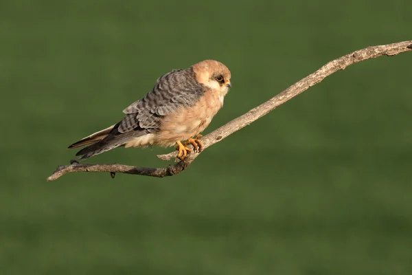 Röd-footed falcon, falco vespertinus — Stockfoto
