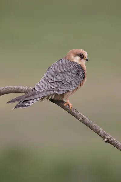 Röd-footed falcon, falco vespertinus — Stockfoto