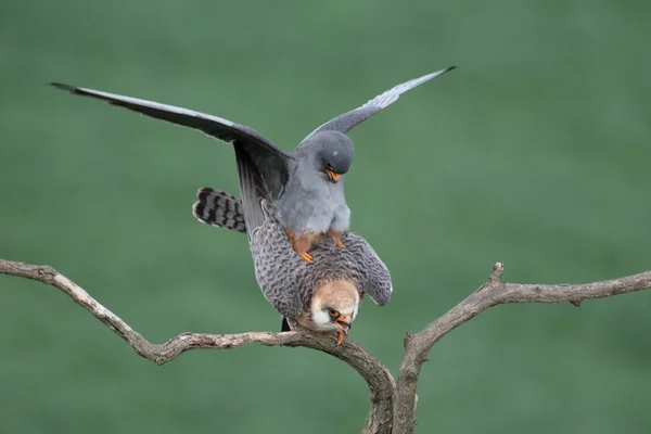 Poštolka rudonohá falco vespertinus — Stock fotografie