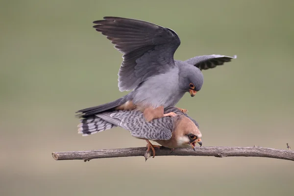 Red-footed falcon, Falco vespertinus — Stock Photo, Image